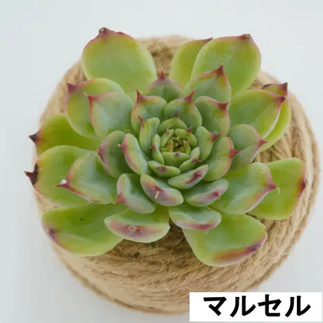 独特な - エルサ 多肉植物 韓国苗 ⑦ 販売会 - 市場買付:35969円 ...