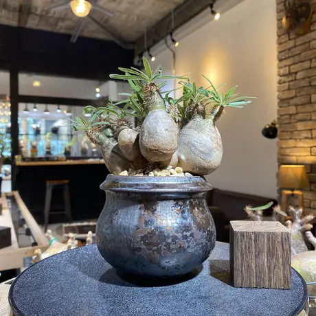 姫野翔太 | STORES