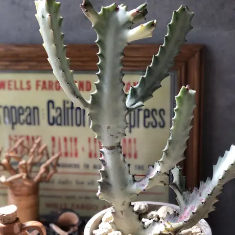 ホワイトゴースト | STORES