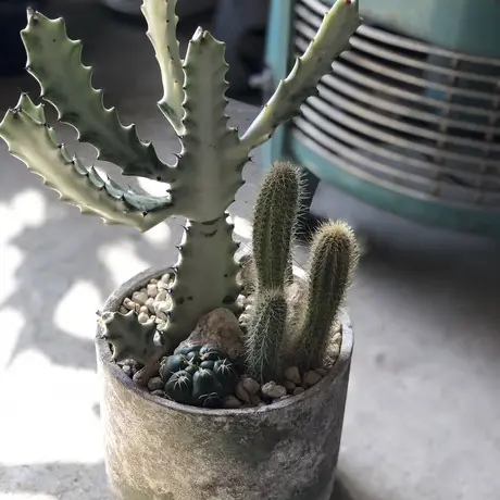 ホワイトゴースト | STORES