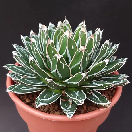 姫笹の雪 | STORES