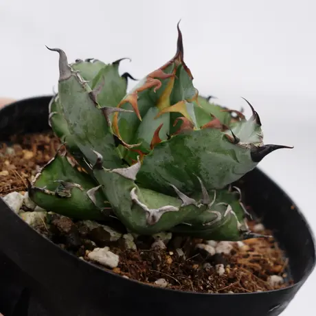 ブラックアンドブルー | STORES