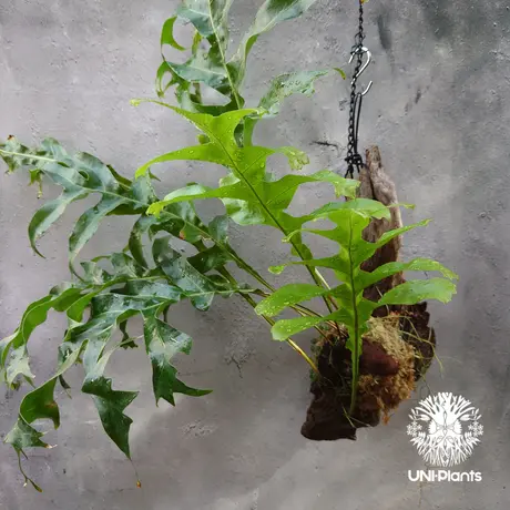 Drynaria roosii ハカマウラボシ Xiulin Drynaria roosii ハカマウラボシ 沖縄県産増殖株 熱帯植物 着生