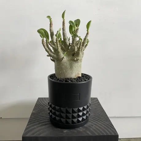 価格タイプ - 秀峰 花瓶 壺 箱あり 有田焼 - 銀座 初 売り:6784円