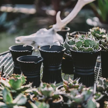 購入値下げ - lotta 鉢植えbeams botanize 多肉植物 エアプランツ