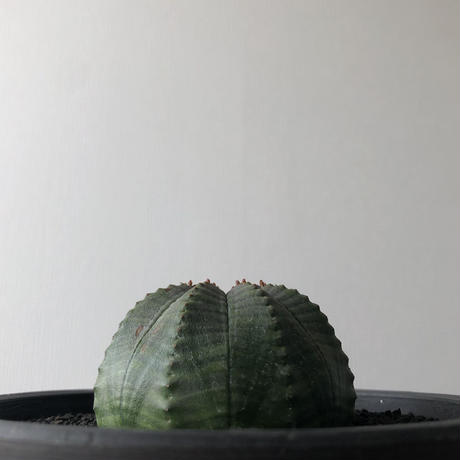 5c68e323787d84617b938483