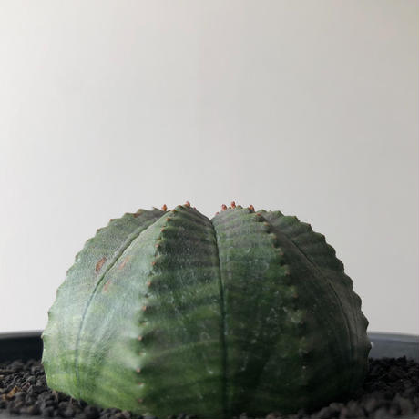 5c68e323787d84617b938483