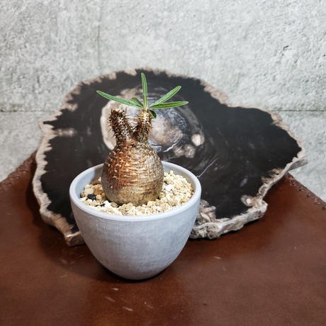 Stores 塊根植物の検索結果 Stores 塊根植物の検索結果