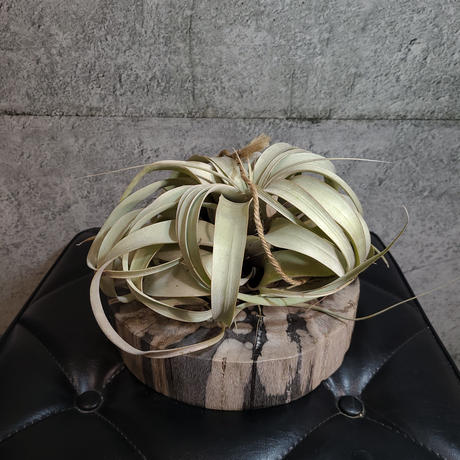 キセログラフィカ Stores