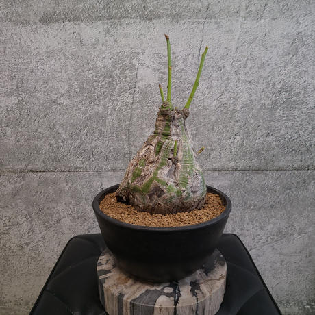 ボンバックス Stores