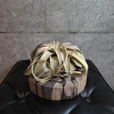 キセログラフィカ Stores