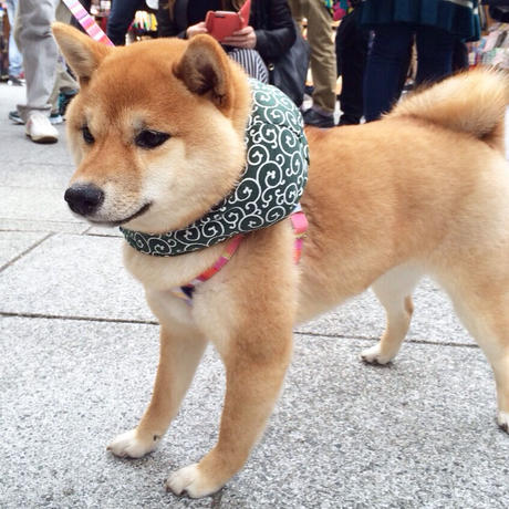 犬用かつら Stores