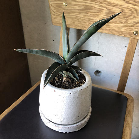 サンスベリア ロブスター Aila Living With Garden 観葉 サンスベリア ロブスター Aila Living With Garden 観葉