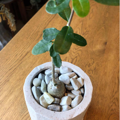 塊根植物　フォッケア・エデュリス
