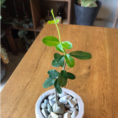 塊根植物　フォッケア・エデュリス
