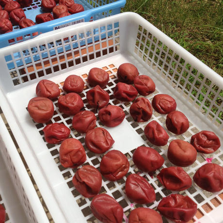 【低農薬・秀品】 L~2L 南高梅 手もぎ完熟梅 紀州 和歌山 谷本農園産 (生梅)15Kg 【クール送料無料・税込】※北海道、沖縄+500円の送料かかります。離島にはお送りできません。