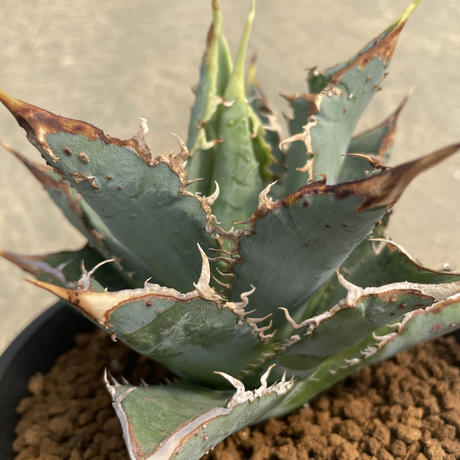 本物保証】 アガベ シエラミクスティカ 植物/観葉植物 - education