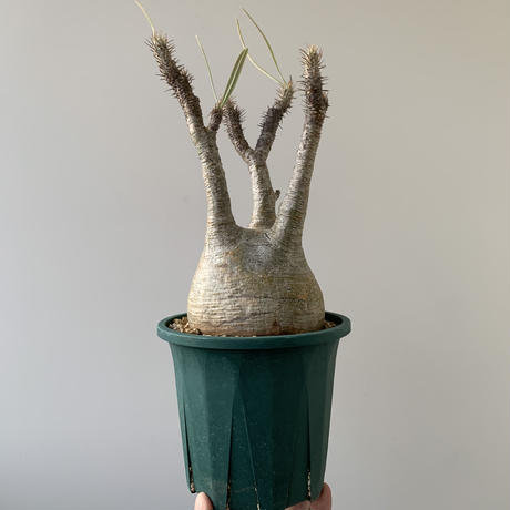 Stores 塊根植物の検索結果 Stores 塊根植物の検索結果