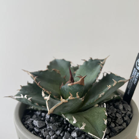 【新着】Agave titanota × VALIEM 青坊主別注モデル 2周年記念ver 2【Msize】アガベ チタノタ 季節斑