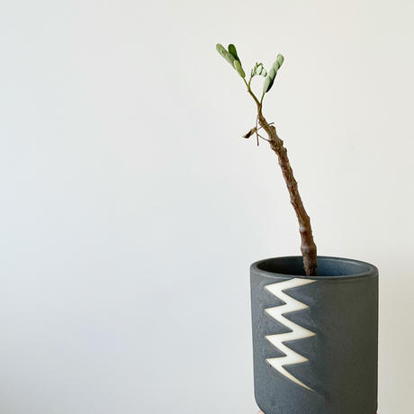 センナメリディオナリス Stores センナメリディオナリス Stores