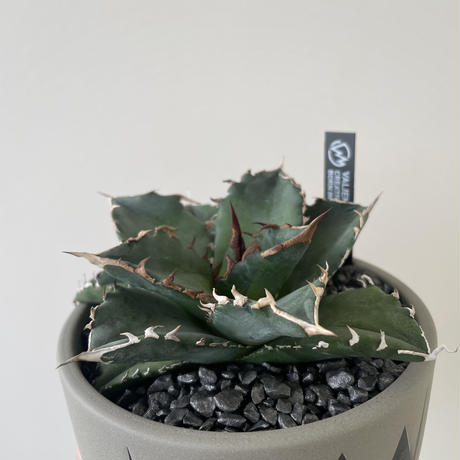 【新着】Agave titanota × VALIEM 青坊主別注モデル 2周年記念ver 2【Msize】アガベ チタノタ 季節斑