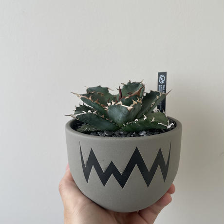 【新着】Agave titanota × VALIEM 青坊主別注モデル 2周年記念ver 2【Msize】アガベ チタノタ 季節斑