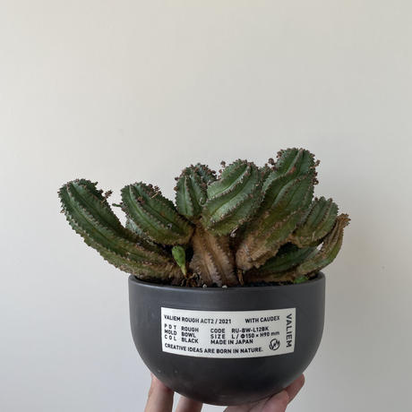 ユーフォルビアホリダ Stores