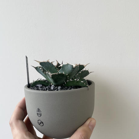 【新着】Agave titanota × VALIEM 青坊主別注モデル 2周年記念ver 2【Msize】アガベ チタノタ 季節斑