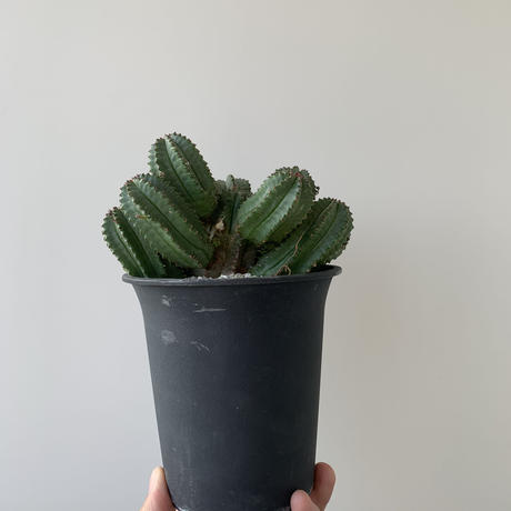 ユーフォルビアホリダ Stores