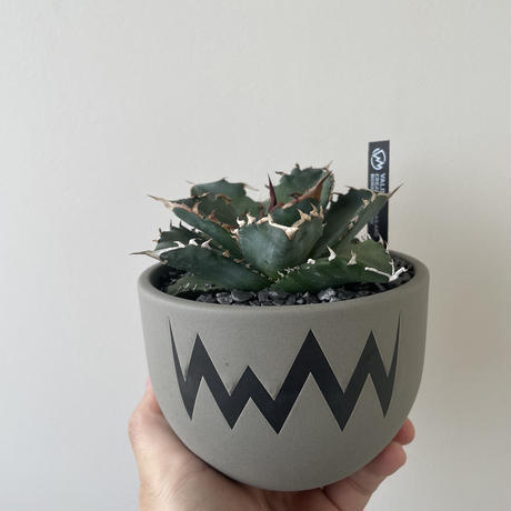 【新着】Agave titanota × VALIEM 青坊主別注モデル 2周年記念ver 2【Msize】アガベ チタノタ 季節斑