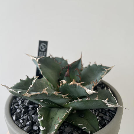 【新着】Agave titanota × VALIEM 青坊主別注モデル 2周年記念ver 2【Msize】アガベ チタノタ 季節斑