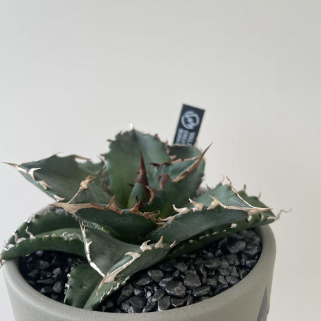【新着】Agave titanota × VALIEM 青坊主別注モデル 2周年記念ver 2【Msize】アガベ チタノタ 季節斑