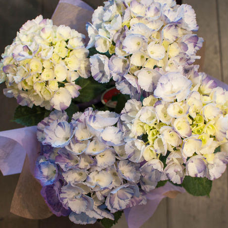 5aed3221ef843f523d0009ad