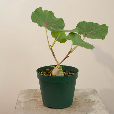 フィカス ペティオラリス No 2 Aoki Kaen