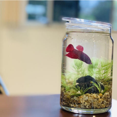 ボトルアクアリウム Stores