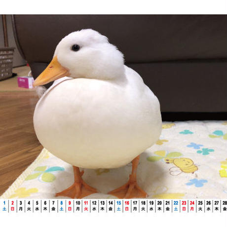 5d91d528745e6c0f4c64bf29