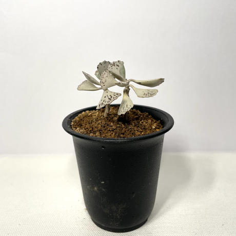 カランコエ Stores