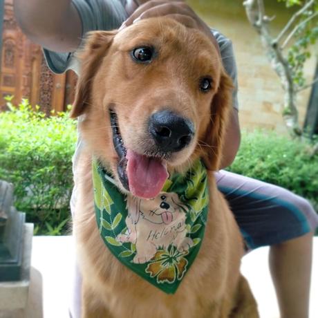 ゴールデンレトリバー Stores