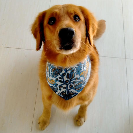 ゴールデンレトリバー Stores