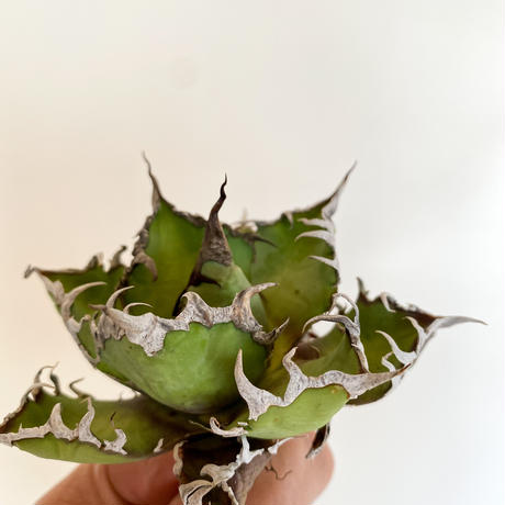 アガベ チタノタ カエサル シーザー Agave Titanota Caesar