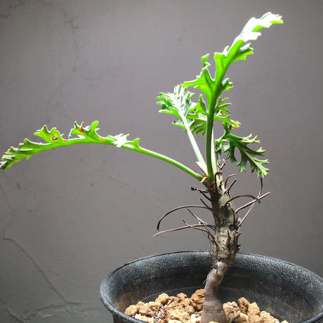 奇妙な植物園 Stores 奇妙な植物園 Stores