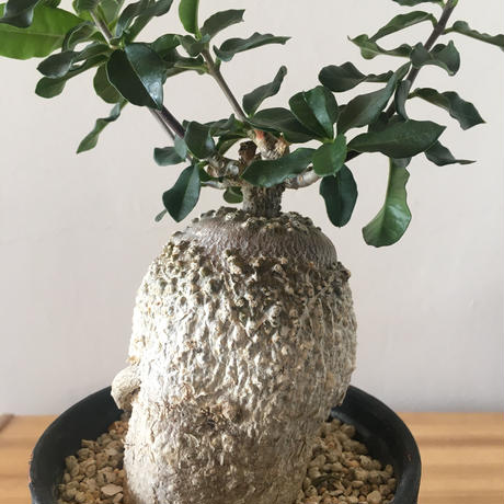 奇妙な植物園 Stores 奇妙な植物園 Stores