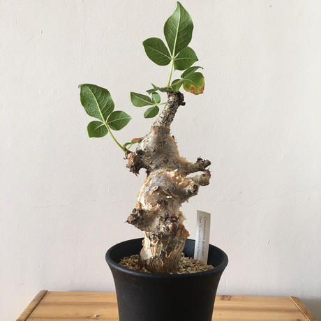 奇妙な植物園 Stores 奇妙な植物園 Stores