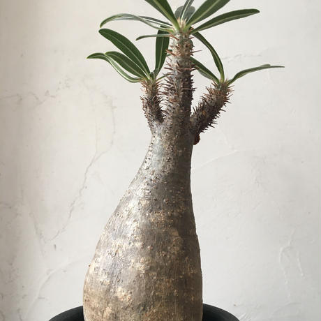 奇妙な植物園 Stores 奇妙な植物園 Stores