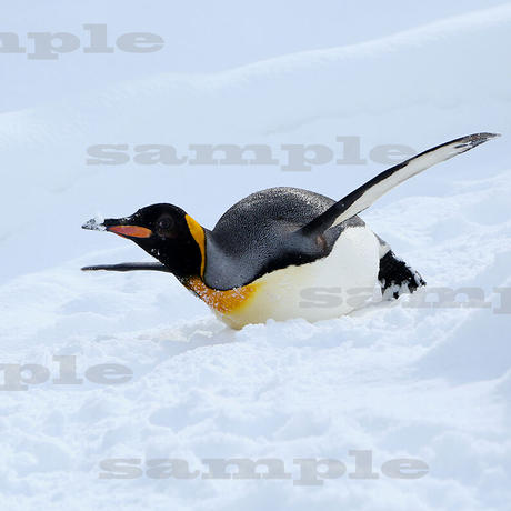 皇帝ペンギン Stores