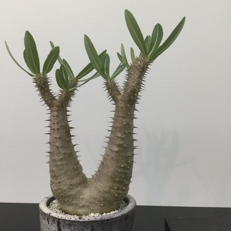 今年も開花】パキポディウム デンシフローラム