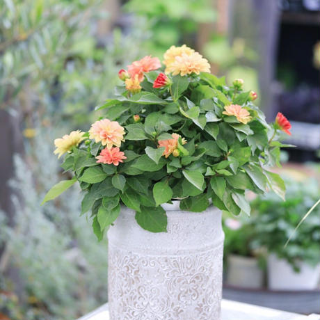 秋の花 Stores