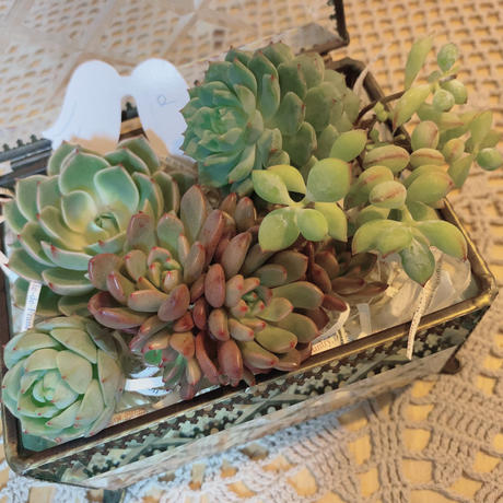 Expectation セール品 訳あり52 ネオンピグ 多肉植物 レア 数量限定 Mahatmaacademy Com