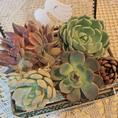 Expectation セール品 訳あり52 ネオンピグ 多肉植物 レア 数量限定 Mahatmaacademy Com