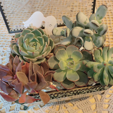 Expectation セール品 訳あり52 ネオンピグ 多肉植物 レア 数量限定 Mahatmaacademy Com